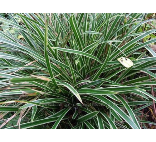 Осока Моррова (Carex morrowii 'Variegata')